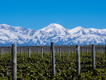 El vino argentino obtiene el mayor número de reconocimientos entre las 50 mejores bodegas del mundo.&nbsp;