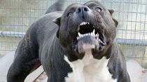 la duena del dogo que destrozo el cuerpo de una nena debera donar 10 mil pesos