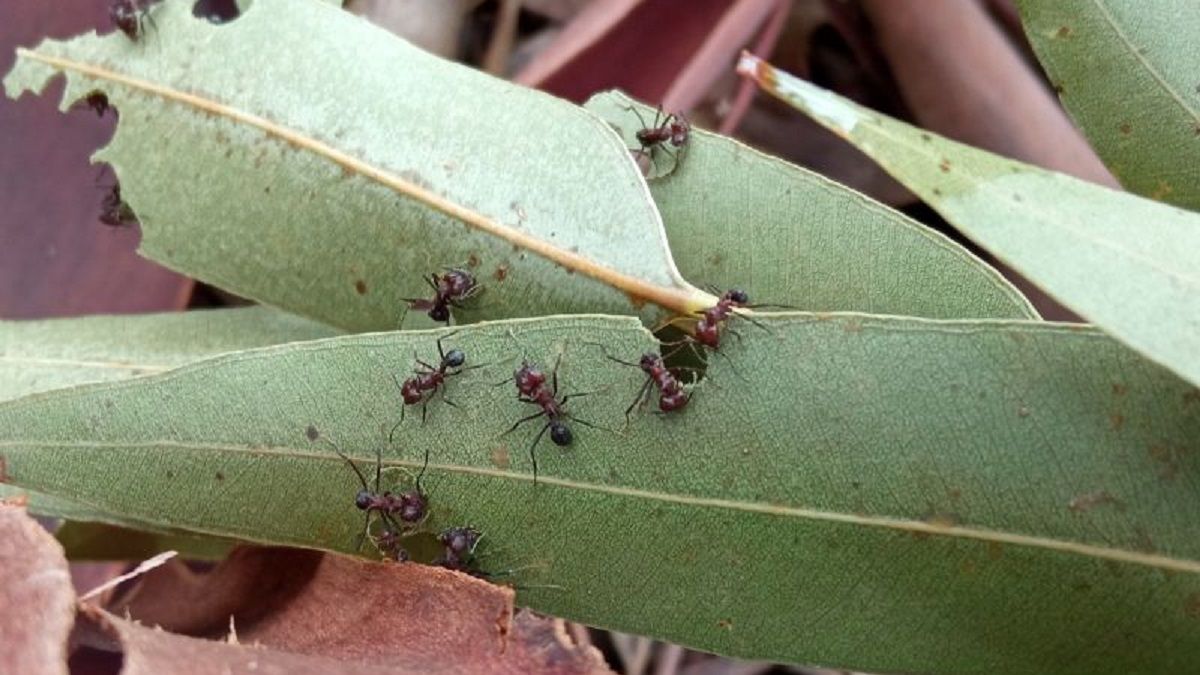 El desafío de controlar hormigas cortadoras en forestaciones thumbnail