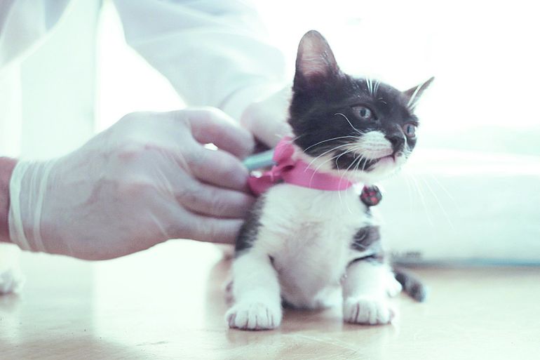 Abren en Italia una veterinaria para mascotas de gente vulnerable. Abren en Italia una veterinaria para mascotas de gente vulnerable.