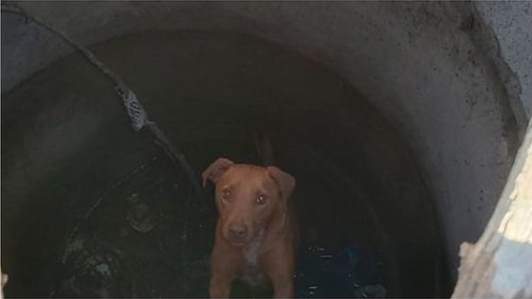 Un perrito cayó a una cámara séptica, lo rescataron, pero nadie lo reclama
