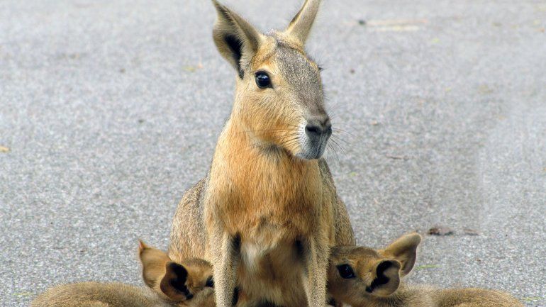 Trágico final en el zoo porteño: atropellaron a una de las maras