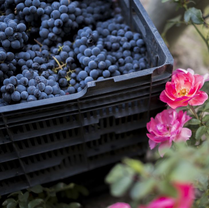 Un viñedo plantado por inmigrantes, casi abandonado, hoy produce el mejor vino del mundo. Un viñedo plantado por inmigrantes, casi abandonado, hoy produce el mejor vino del mundo.