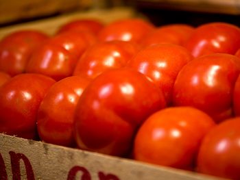 Investigadores del ICBIA-UNRC lograron aumentar la cosecha de tomate hasta un 184% con la fórmula ecológica.