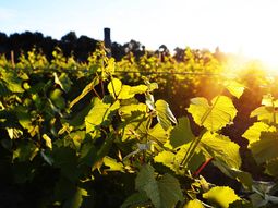 Se dio un considerabe aumento de la vitivinicultura en la provincia durante los últimos 24 años. Se dio un considerabe aumento de la vitivinicultura en la provincia durante los últimos 24 años.