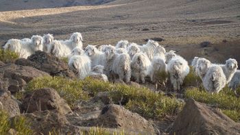 La sequía golpea a los crianceros: menos producción y más costos. | LM Neuquen La sequía golpea a los crianceros: menos producción y más costos.