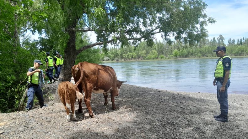Dos pitbulls atacaron a una vaca y su ternero en la costa del Limay: preocupación por los perros sueltos | LM Neuquen Dos pitbulls atacaron a una vaca y su ternero en la costa del Limay: preocupación por los perros sueltos