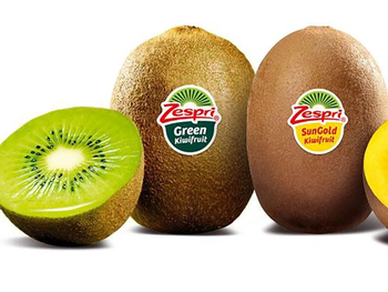 Aumento de rendimientos y calidad; el kiwi, un producto que sigue dando dividendos a los productores neocelandeses.