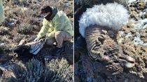 La triste imágen de este ejemplar de Cóndor Andino en tierras rionegrinas.