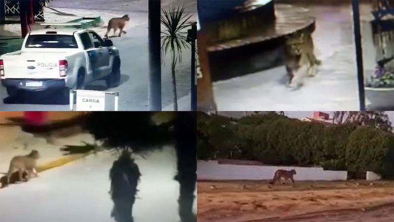 Dos pumas aterrorizan a Villa Gesell: suspendieron las clases y pidieron precaución al circular
