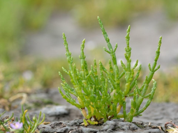 Destacan su capacidad antioxidante para el desarrollo agroalimentario regional. Destacan su capacidad antioxidante para el desarrollo agroalimentario regional.