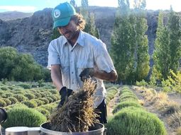 Cristian Signorelli, dueño del emprendimiento de Lavandas del Limay. Cristian Signorelli, dueño del emprendimiento de Lavandas del Limay.