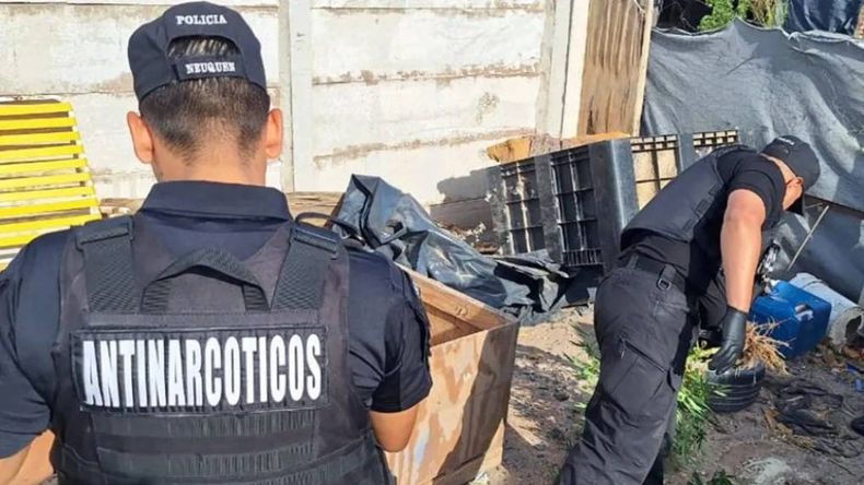 Frente al hallazgo de la huerta de Cannabis sativa, intervinieron los efectivos del Departamento Antinarcóticos de la Policía provincial. | LM Neuquen Frente al hallazgo de la huerta de Cannabis sativa, intervinieron los efectivos del Departamento Antinarcóticos de la Policía provincial.