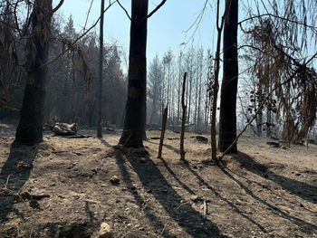 La declaración implica una serie de beneficios para acompañar a los productores rurales afectados por los incendios forestales en la zona. Foto: prensa Río Negro.