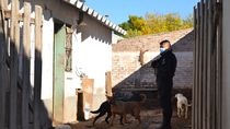 Más de 30 perros fueron rescatados en abril por maltrato animal en Cipolletti. Más de 30 perros fueron rescatados en abril por maltrato animal en Cipolletti.