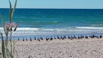 Los biguás de El Álamo, descansando en la pleamar Los biguás de El Álamo, descansando en la pleamar