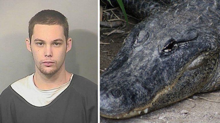Un ladrón escapó de la Policía, se tiró a un pantano y se lo comió un cocodrilo