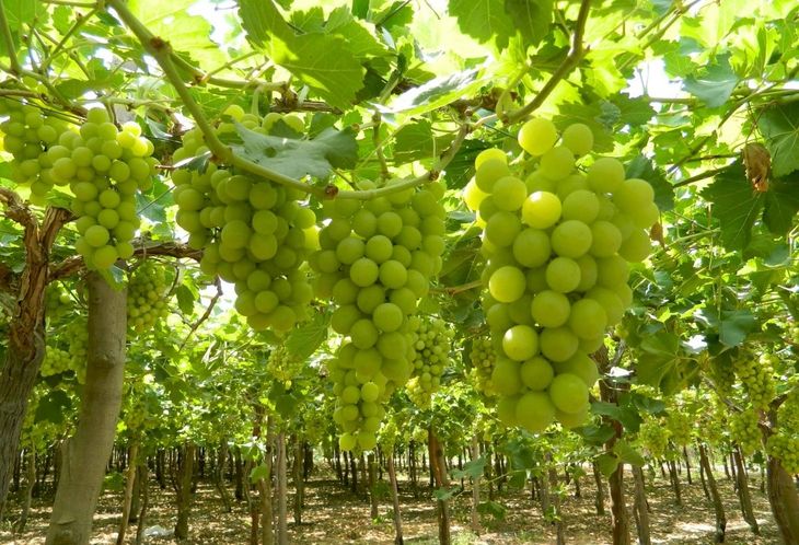 A partir de 1972 se introdujo en el mercado las uvas sin semilla Superior Seedless®, un producto revolucionario para aquella época. A partir de 1972 se introdujo en el mercado las uvas sin semilla Superior Seedless®, un producto revolucionario para aquella época.