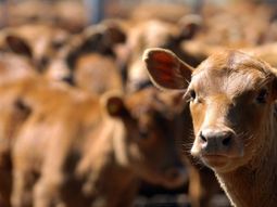 La márgenes de los feedlots terminaron en agosto con números negativos. La márgenes de los feedlots terminaron en agosto con números negativos.