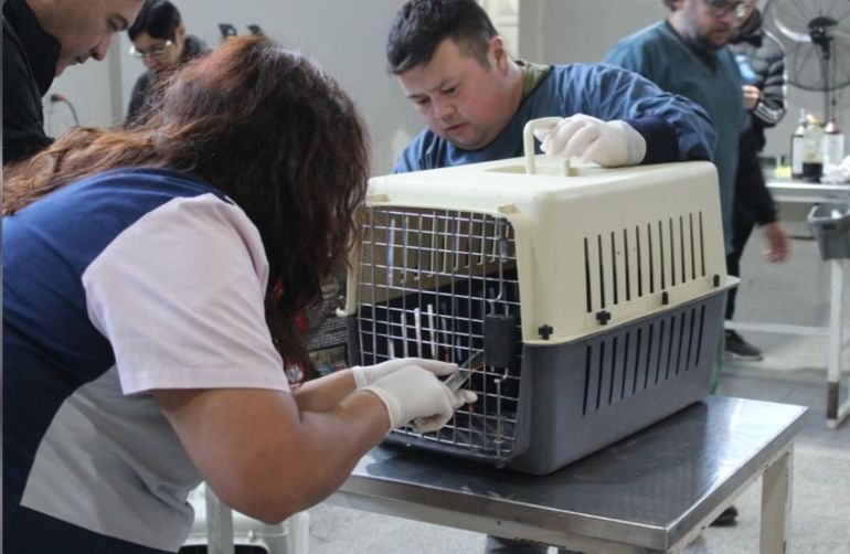 En el primer día del operativo en Comodoro Rivadavia, lograron esterilizar a 20 gatos de la colonia. En el primer día del operativo en Comodoro Rivadavia, lograron esterilizar a 20 gatos de la colonia.
