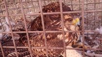 El agilucho fue liberado en la naturaleza.