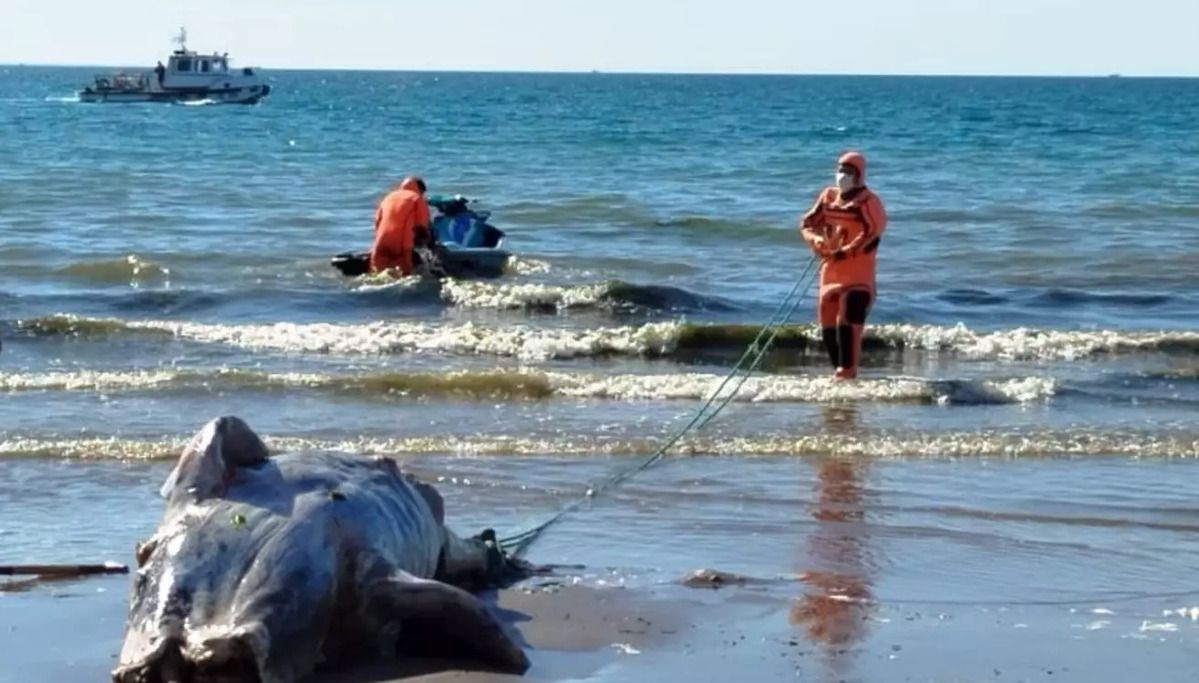 Ballenato muerto en la playa de Puerto Madryn.