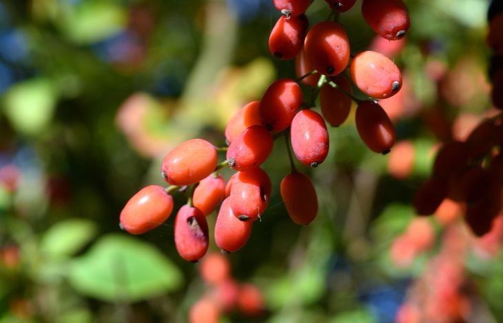 Las bayas de goji, frutos pequeños y anaranjados-rojizos originarios de Asia, conocidos por sus propiedades como superalimento. Las bayas de goji, frutos pequeños y anaranjados-rojizos originarios de Asia, conocidos por sus propiedades como superalimento.