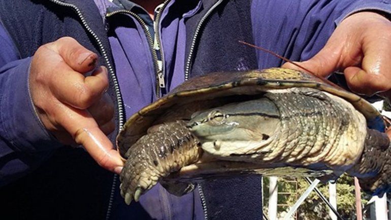 Mirá el video de la tortuga rescatada del Limay y llevada a una reserva natural
