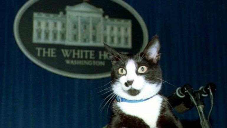 Día Internacional del Gato: ¿Por qué se celebra hoy?