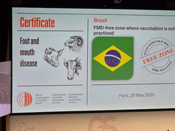 la omsa reconocio a brasil libre de aftosa: impacto en la patagonia la omsa reconocio a brasil libre de aftosa: impacto en la patagonia