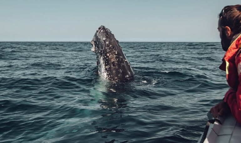 Ballena jorobada en Patagonia Azul. (Foto: Rewilding Argentina). Ballena jorobada en Patagonia Azul. (Foto: Rewilding Argentina).
