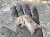 El día después del incendio en Valle Madgalena: muerte de animales por su hábitat destruido