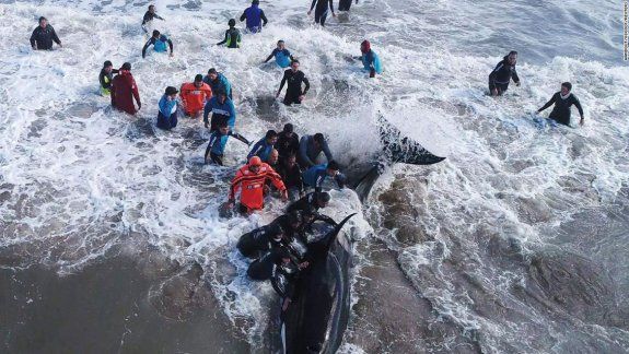 El domingo, en Mar del Plata, dos fueron salvadas por personal especial.