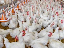 La industria reginal de pollos siente la crisis que afectó a todo el país. La industria reginal de pollos siente la crisis que afectó a todo el país.