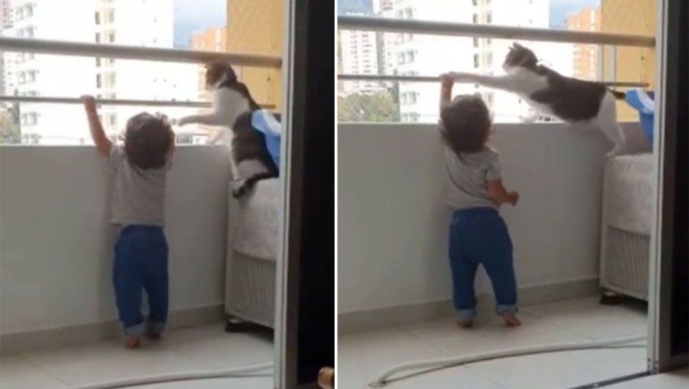 Facebook: un gato se hizo viral por evitar que un nene se acercara a un balcón