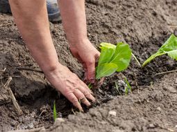 Septiembre es el mes ideal para iniciar tu propia producción. Septiembre es el mes ideal para iniciar tu propia producción.