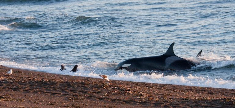 Orcas en Península Valdés, Chubut. Orcas en Península Valdés, Chubut.
