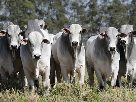 El mayor exportador mundial de carne vacuna enfrenta nuevas restricciones en China y Europa, mientras Estados Unidos vuelve a ganar protagonismo.