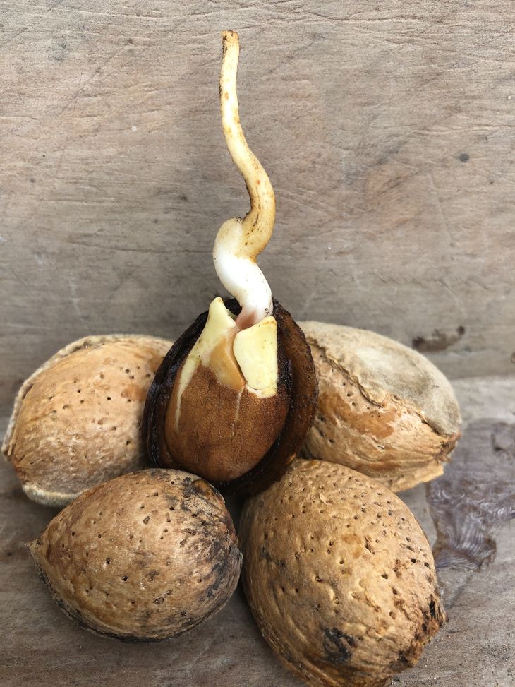 Se producen almendras, tostadas, saladas y garrapiñadas. Foto: gentileza Tere Peláez. Se producen almendras, tostadas, saladas y garrapiñadas. Foto: gentileza Tere Peláez.
