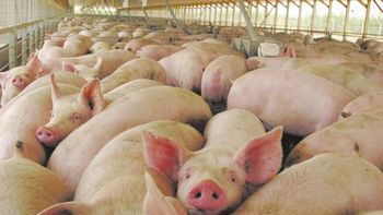 los 5 puntos clave para prevenir la triquinosis en los criaderos de cerdos