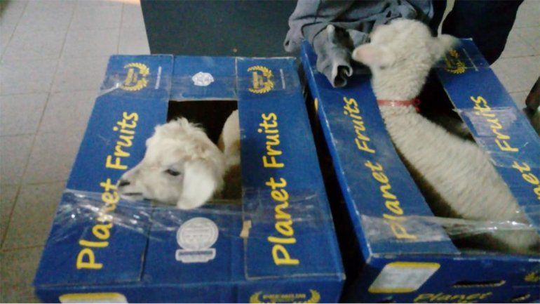 Decomisos: encuentran corderos vivos en cajas de banana en Río Colorado y secuestran 5000 kilos en Catriel