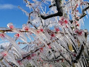 Muchas de la explotaciones de manzanas en Europa del este sufrieron los efectos de las bajas temperaturas primaverales.