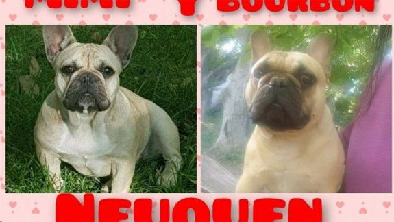 Se llevaron a sus dos cachorros bulldog y está desesperada