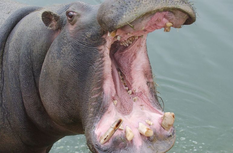Insólito: un niño de dos años fue tragado por un hipopótamo