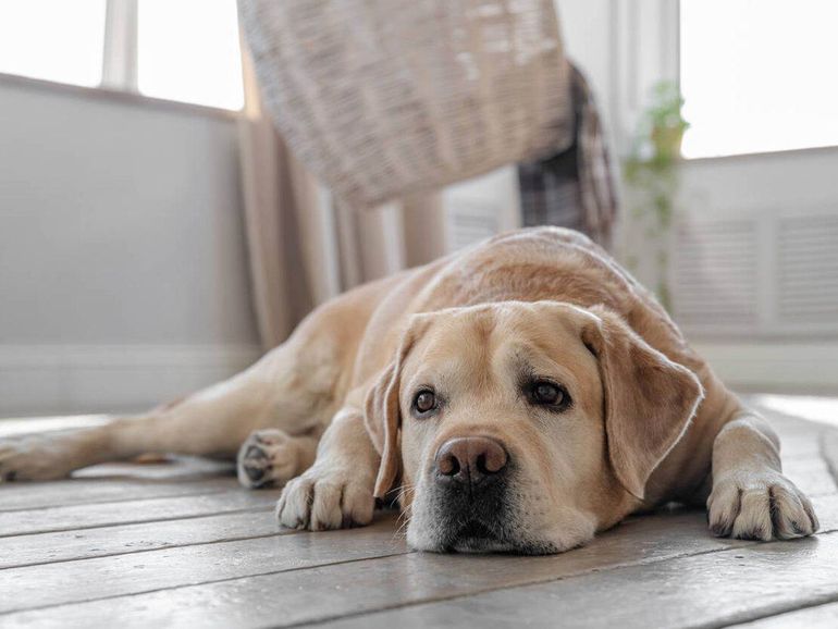 Dejar solo un perro por lapso prolongado puede traer como consecuencia la ansiedad por separación y la pérdida de control del animal.