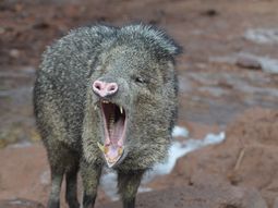 Es una bomba de tiempo, aseguró el especialista. Es una bomba de tiempo, aseguró el especialista.