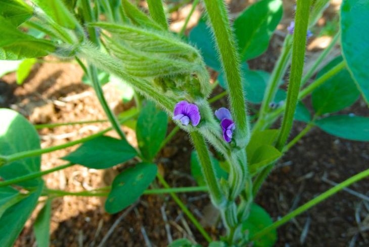 En la Argentina, el NEA, el NOA y el Litoral son las regiones más afectadas por la roya asiática. Foto INTA. En la Argentina, el NEA, el NOA y el Litoral son las regiones más afectadas por la roya asiática. Foto INTA.