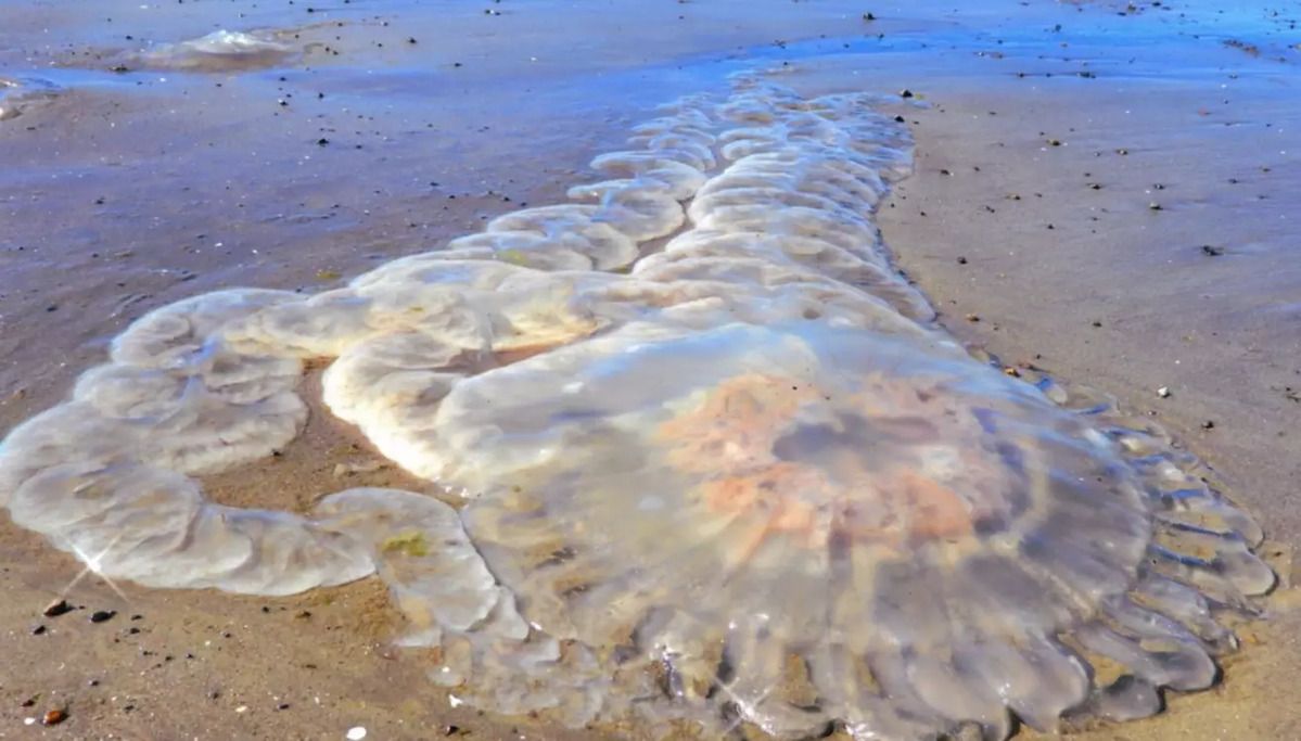 Invasión de medusas en Puerto Madryn.