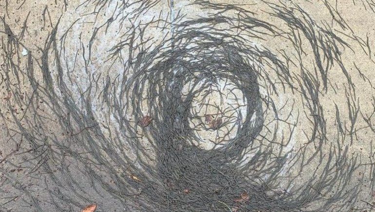 Twitter: tornado de lombrices alarma a científicos en EEUU