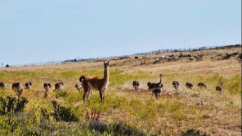 Chubut: cada vez con más guanacos y menos ovejas. Chubut: cada vez con más guanacos y menos ovejas.